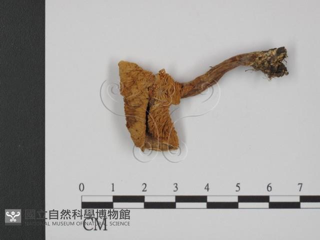 登錄號:F0021907藏品圖，第1張