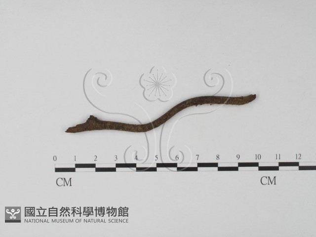登錄號:F0001907藏品圖，第1張