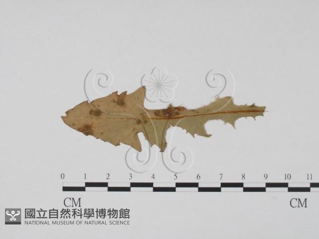 登錄號:F0011907藏品圖，第1張