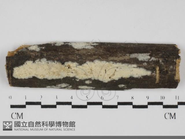 冇骨消絲齒菌藏品圖，第1張
