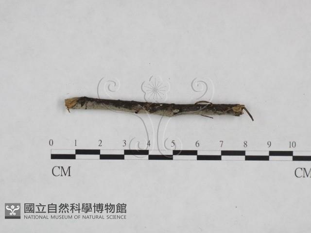 絲皮菌屬藏品圖，第1張