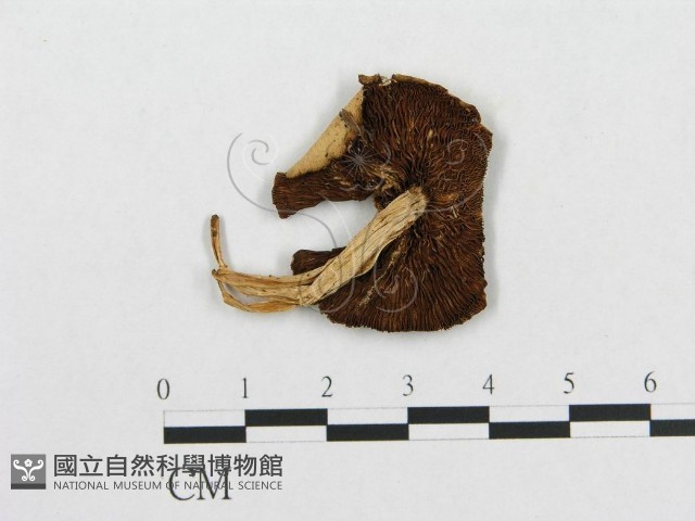 登錄號:F0004907藏品圖，第1張