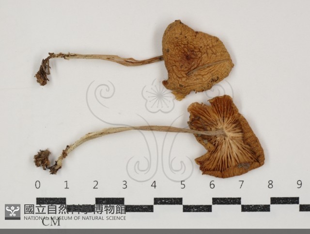 小皮傘屬藏品圖，第1張