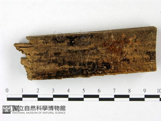 小菇屬藏品圖，第1張