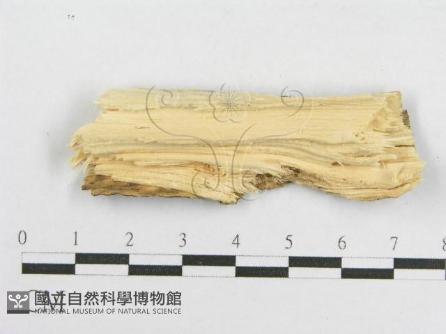 登錄號:F0002907藏品圖，第1張