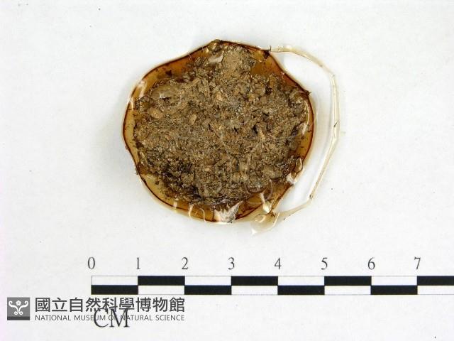 登錄號:F0012907藏品圖，第1張