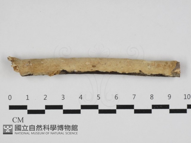 登錄號:F0032907藏品圖，第1張