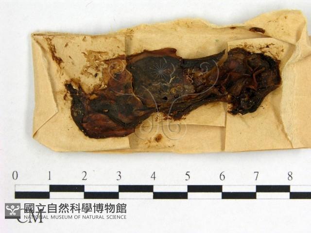 木耳屬藏品圖，第1張