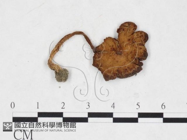 登錄號:F0025907藏品圖，第1張