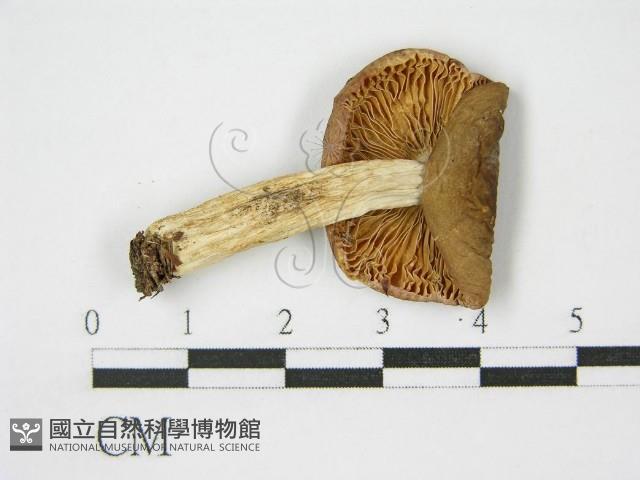 登錄號:F0015907藏品圖，第1張