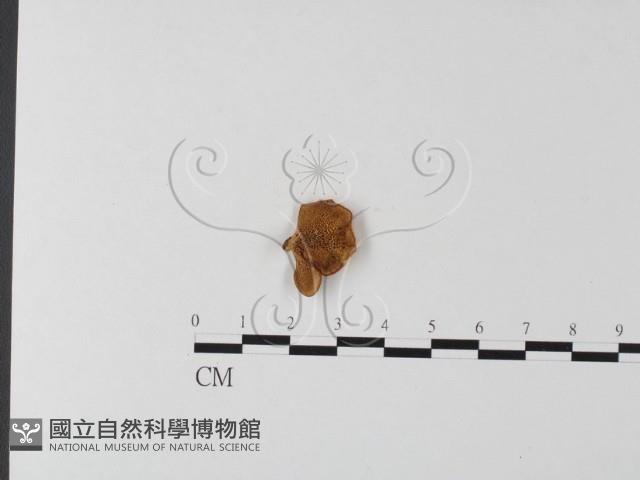 多孔菌屬藏品圖，第1張