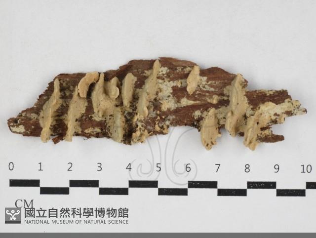登錄號:F0033907藏品圖，第1張