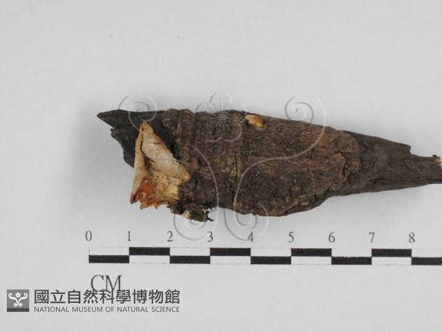 登錄號:F0028607藏品圖，第1張