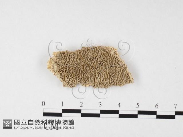 登錄號:F0010607藏品圖，第1張