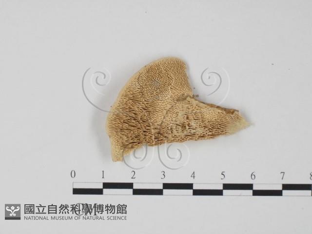 偏腫栓菌藏品圖，第1張