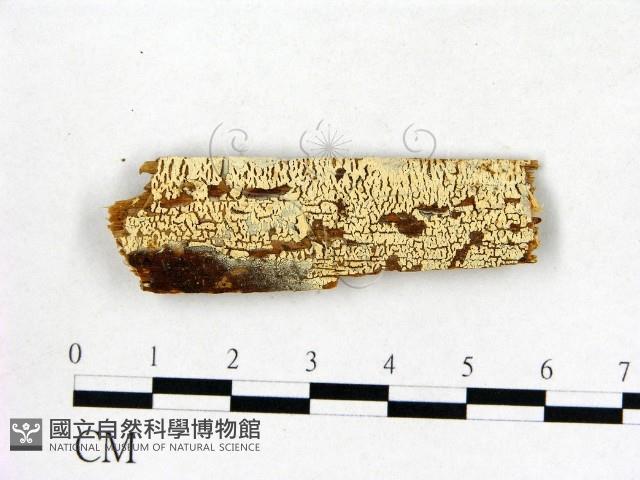 登錄號:F0016607藏品圖，第1張