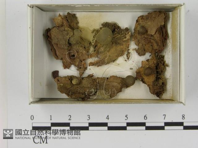 登錄號:F0021607藏品圖，第1張