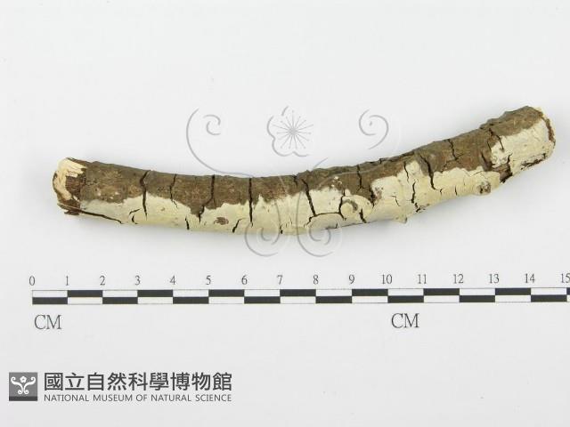 齒耳菌屬藏品圖，第1張