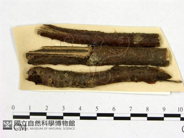 登錄號:F0011607藏品圖，第1張