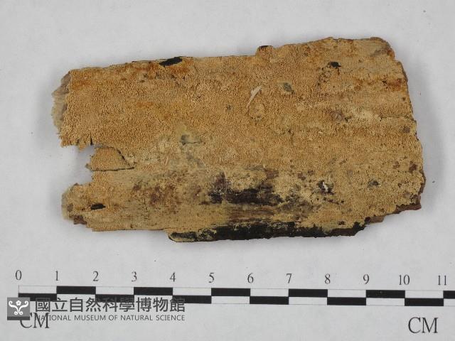 登錄號:F0004607藏品圖，第1張