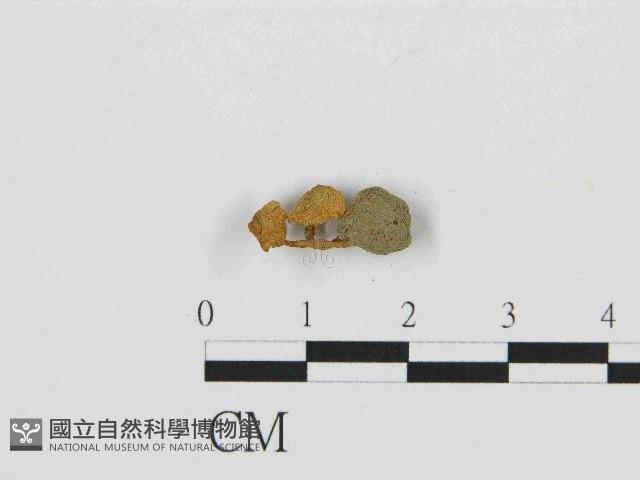 濕傘屬藏品圖，第1張