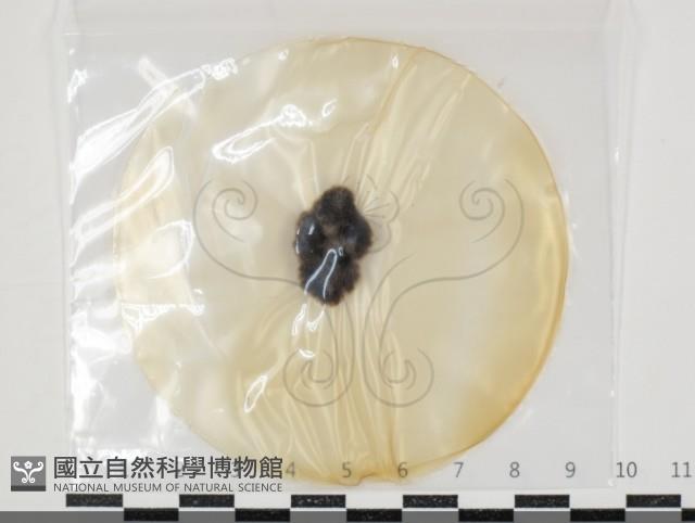 登錄號:F0034607藏品圖，第1張