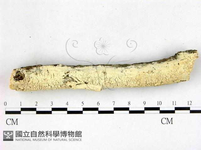 登錄號:F0022607藏品圖，第1張