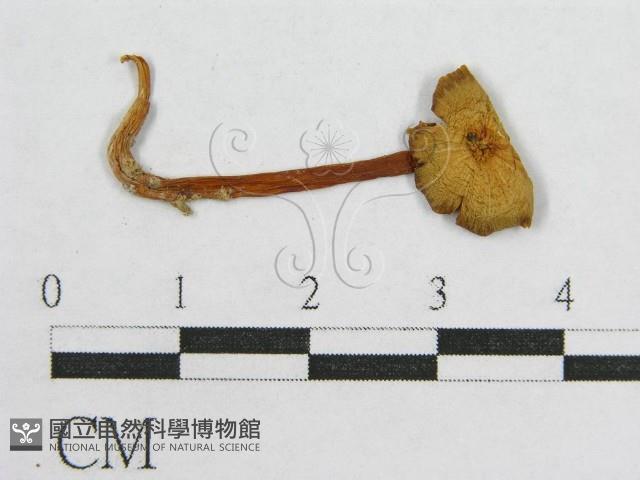 盔孢傘屬藏品圖，第1張