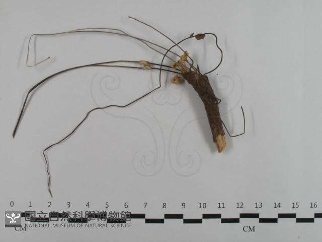 登錄號:F0032607藏品圖，第1張