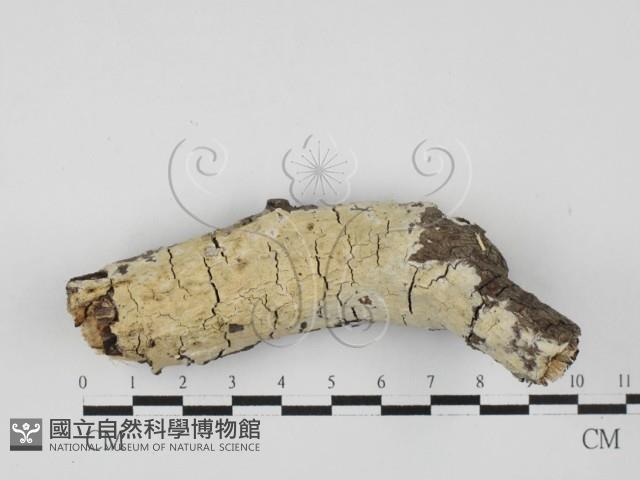 登錄號:F0027607藏品圖，第1張