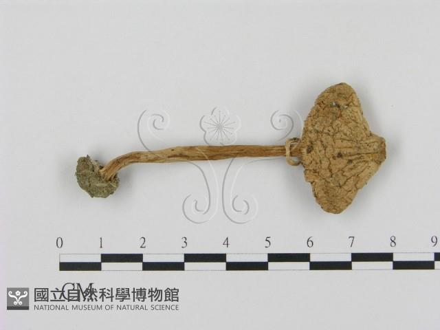 登錄號:F0007607藏品圖，第1張