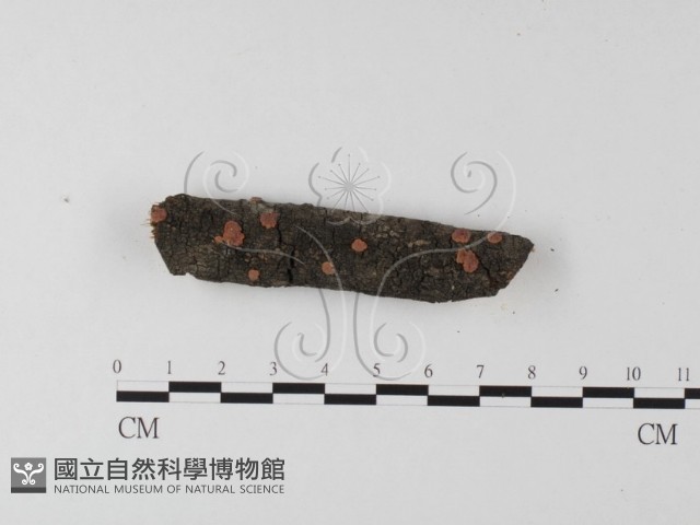 筍殼菌屬藏品圖，第1張