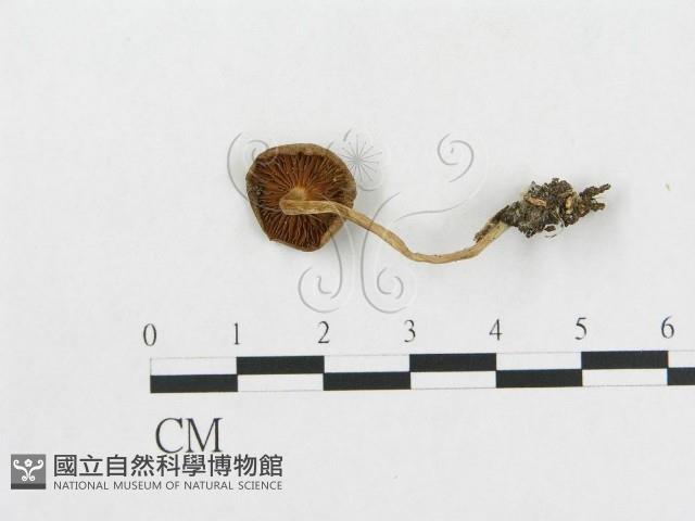 登錄號:F0005607藏品圖，第1張