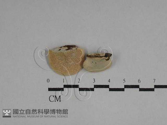栓菌屬藏品圖，第1張