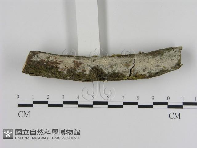 登錄號:F0003607藏品圖，第1張