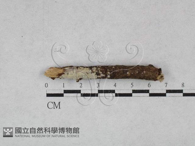 登錄號:F0028407藏品圖，第1張