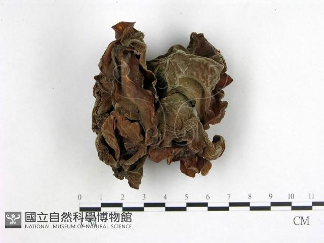 木耳屬藏品圖，第1張