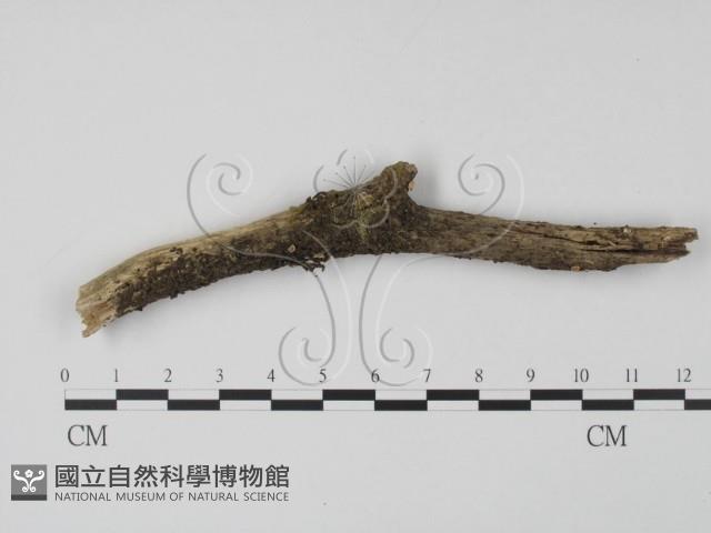 登錄號:F0000407藏品圖，第1張