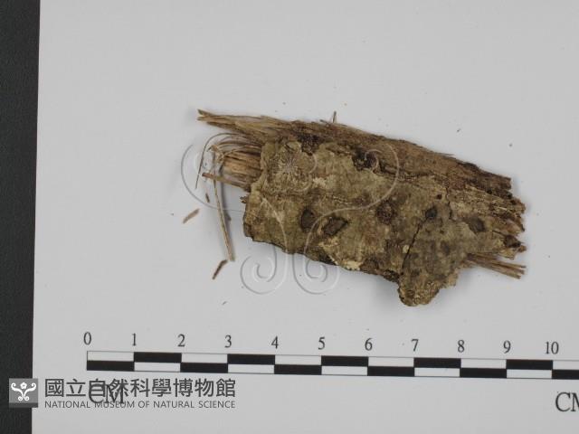 登錄號:F0010407藏品圖，第1張