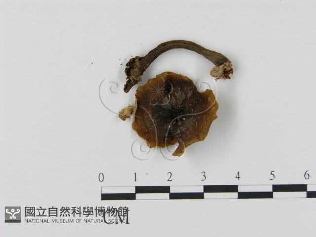 乳菇屬藏品圖，第1張