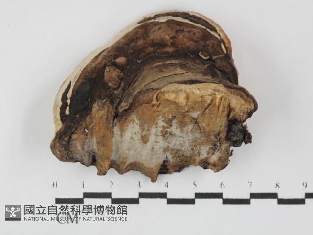 多年臥孔菌屬藏品圖，第1張