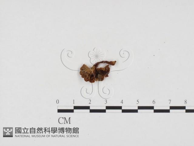 粉褶菌屬藏品圖，第1張