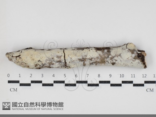 登錄號:F0034407藏品圖，第1張