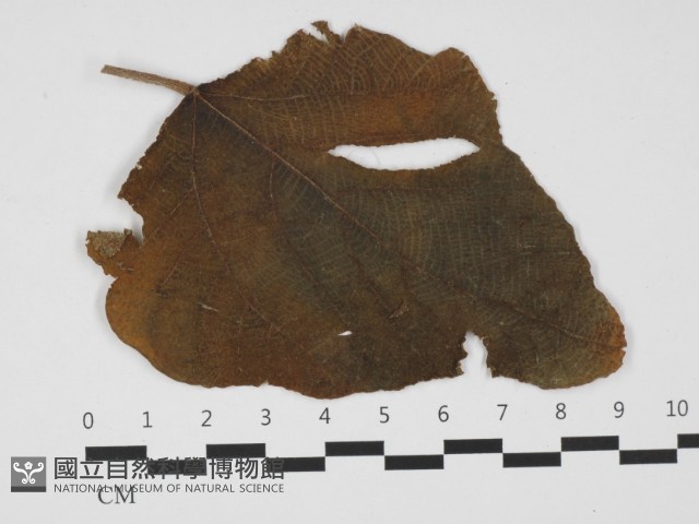 登錄號:F0032407藏品圖，第1張