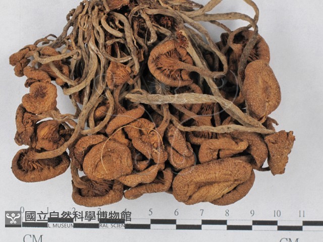 登錄號:F0027407藏品圖，第1張