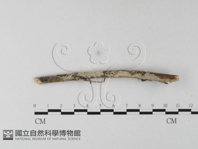登錄號:F0025407藏品圖，第1張