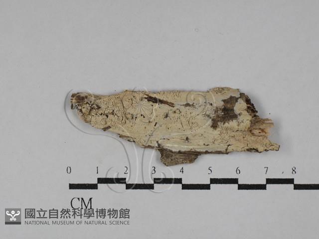 登錄號:F0029407藏品圖，第1張