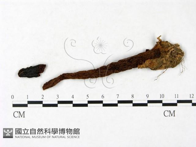 登錄號:F0023407藏品圖，第1張