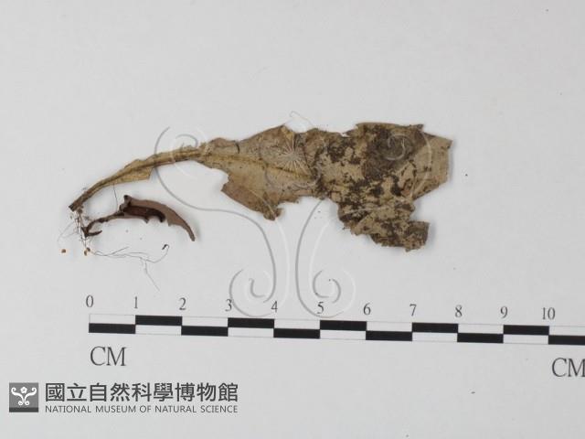 小皮傘屬藏品圖，第1張