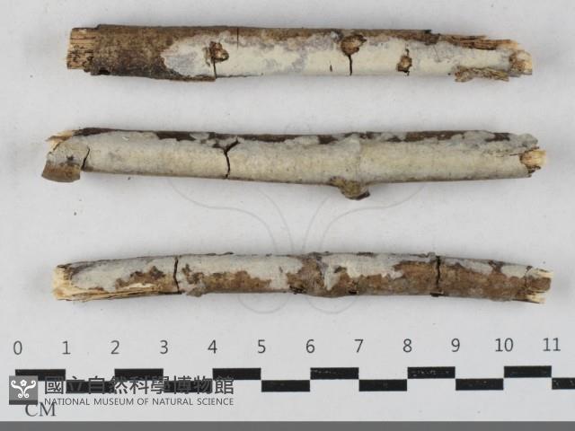 齒耳菌屬藏品圖，第1張